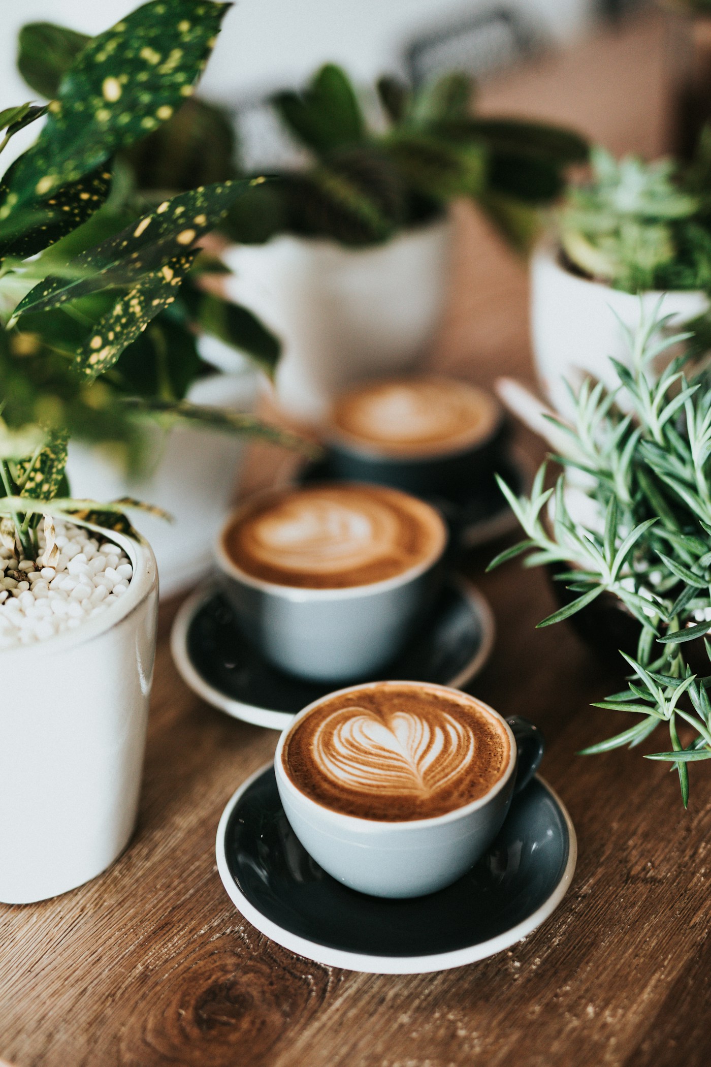 Specialty coffee cups staged for cupping beside the bench